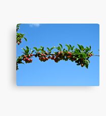 Lienzo crab apples