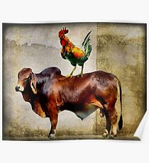 Cock And Bull Story Poster