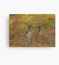 Bush Kangaroos Canvas Print