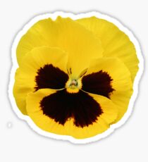 Theta Pansy Sticker