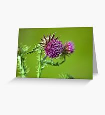 Thistle flower Greeting Card