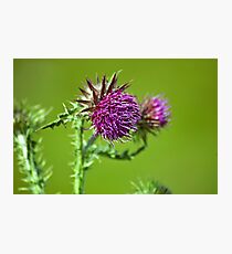 Thistle flower Photographic Print