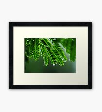 fresh Framed Print