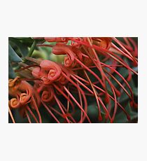 Grevillea bipinnatifida Photographic Print