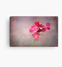 Pink Wallflower Canvas Print