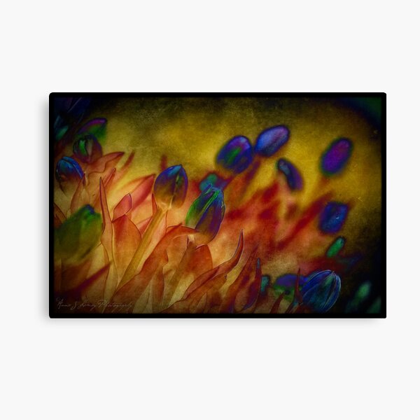 Tulips for Mother Canvas Print