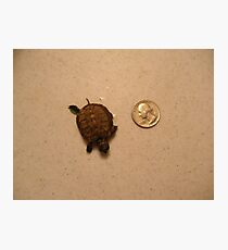Turtle Photographic Print