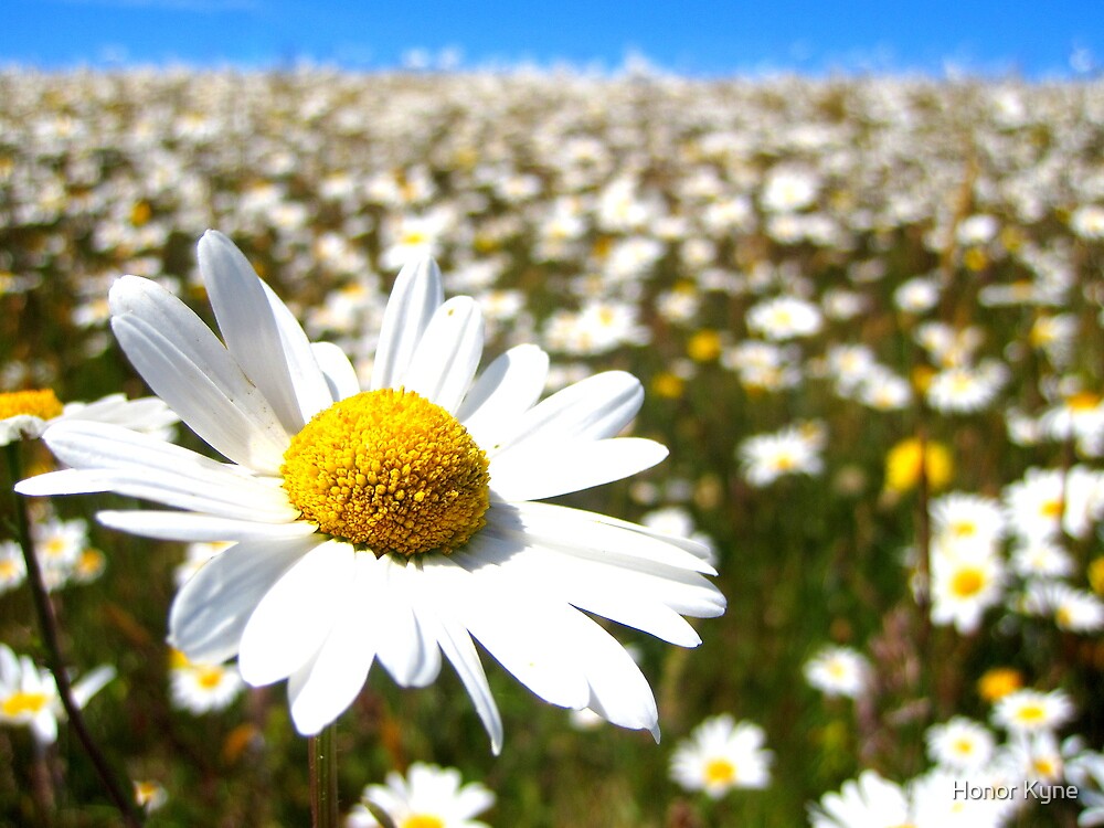 "Field of Daisies" by Honor Kyne Redbubble