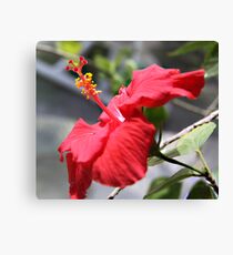 Hibiscus Canvas Print
