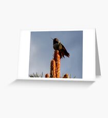 hummer on a pine Greeting Card