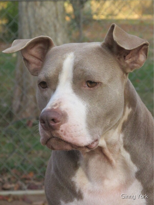 APBT (American Pit Bull Terrier) Lovers - See Other Breeds Allowed ...