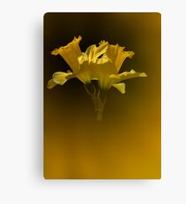Spring Daffodils Canvas Print