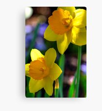 Daffodils in Denver Canvas Print