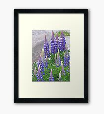Shimmering Lupin Light Nr 1 Framed Print