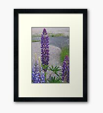 Shimmering Lupin Light Nr 3 Framed Print
