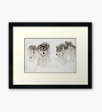Timber Wolf Pack Framed Print
