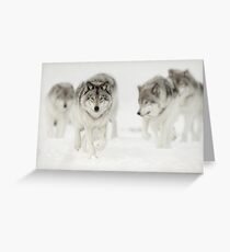 Timber Wolf Pack Greeting Card