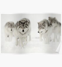 Timber Wolf Pack Poster