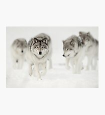 Timber Wolf Pack Photographic Print