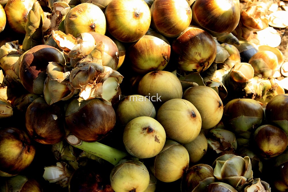 fruit-of-the-asian-palmyra-palm-tree-mamallapuram-tamil-nadu-by