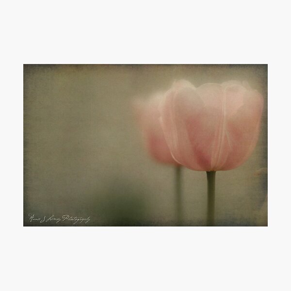 Sitting Pretty Photographic Print