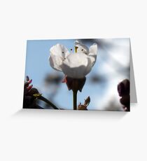 White Greeting Card