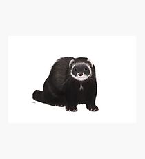 Fur Baby Photographic Print