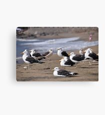 seagulls in papudo Canvas Print