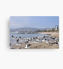 Seagulls at Papudo Canvas Print