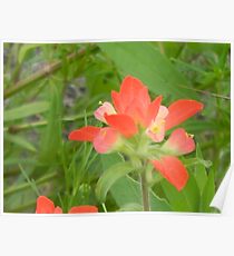 Fresh Indian Paintbrush Poster