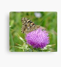 Painted Lady Leinwanddruck