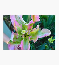 flower Photographic Print