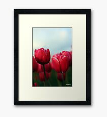 Tulips Framed Print