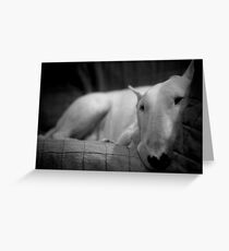 white english bull terrier Greeting Card