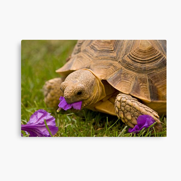 Spring Feast Canvas Print