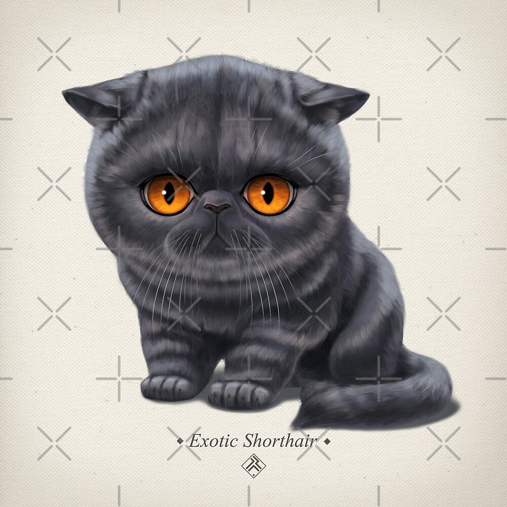 "Cataclysm Exotic Shorthair Kitten Classic" by Iker Paz Studio