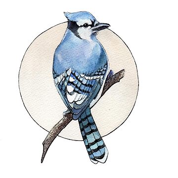 Blue Jay on Branch Kids T-Shirt for Sale by TheNativePigeon