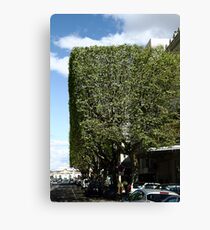 Topiary? Canvas Print