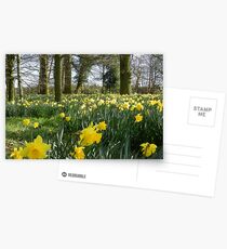 Spring Daffodils Postcards