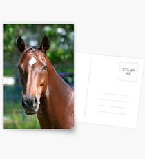 Portrait of 'Bikkie Tin Blues' Postcards