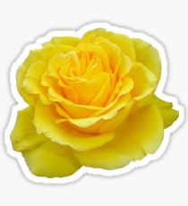 Beautiful Yellow Rose Closeup Sticker