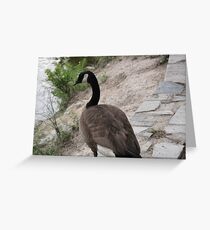 The Lone Duck Greeting Card