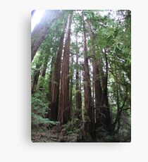 Muir Wooden Soldiers Canvas Print