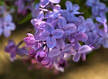 WON the 'LAVENDAR LILACS - Group MEMBERS ONLY - May $V' challenge of group 'Lovely Lavender …' WON the 'LAVENDAR LILACS - Group MEMBERS ONLY - May $V' challenge of group 'Lovely Lavender …'