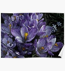 Crocus Manipulated Poster