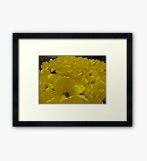 Yellow hearts! Framed Print