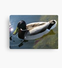 A Male Mallard Enjoying His Swim Leinwanddruck