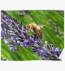 Lavender Bee Poster