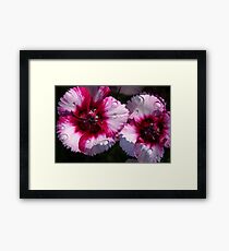 Dianthus in Sun and Rain Framed Print
