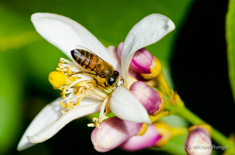 "Honey Bee & Lemon Blossom" by J. Michael Runyon Redbubble